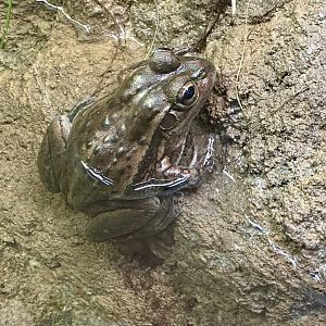Yellow-spotted bell frog (Litoria castanea)