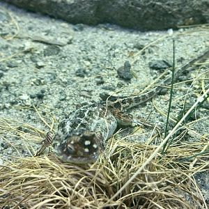 Canberra grassland earless dragon (Tympanocryptis lineata)
