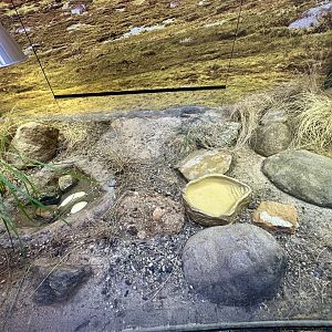 ARC - Canberra Grassland Earless Dragon Exhibit