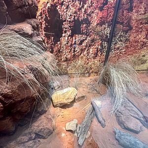 ARC - Centralian Rough Knob-tailed Gecko Exhibit