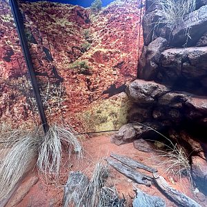 ARC - Pygmy Python Exhibit