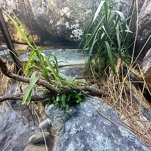 ARC - Red-eyed Tree Frog Exhibit