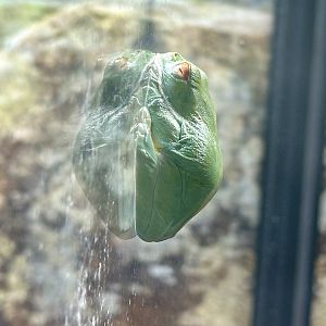 Red-eyed tree frog (Ranoidea chloris)