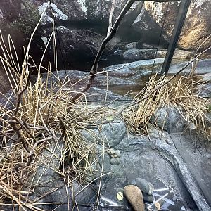 ARC - Eastern Dwarf Tree Frog Exhibit