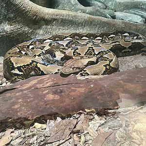 Reticulated python (Malayopython reticulatus)
