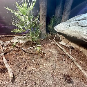 ARC - Eastern Diamondback Rattlesnake/Corn Snake Exhibit