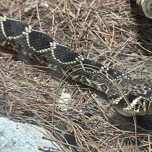 Eastern diamondback rattlesnake (Crotalus adamanteus)