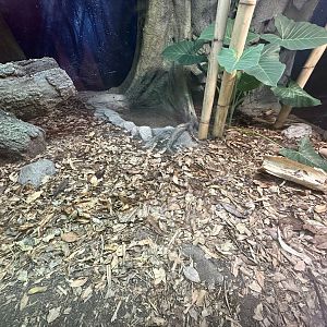 ARC - Monocled Cobra Exhibit