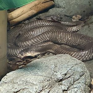 Monocled cobra (Naja kaouthia)