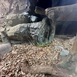 ARC - Australian Scrub Python Exhibit