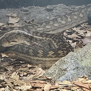 Australian scrub python (Simalia kinghorni)