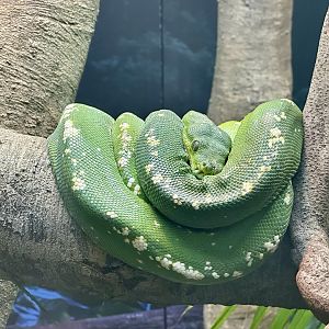 Green python (Morelia viridis)