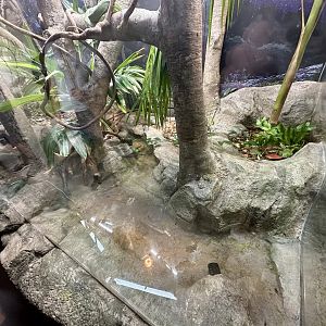 ARC - Green Python/White-lipped Tree Frog Exhibit
