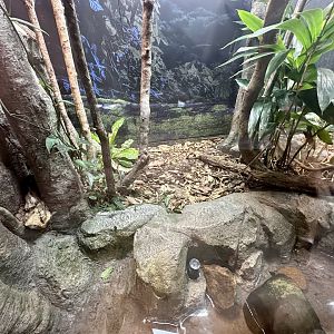 ARC - Boyd’s Forest Dragon Exhibit