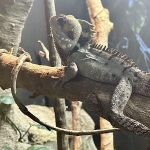 Boyd’s forest dragon (Lophosaurus boydii)