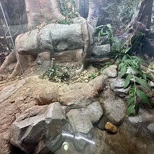 ARC - Chinese Three-Striped Box Turtle Exhibit