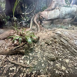 ARC - Indian Star Tortoise Exhibit