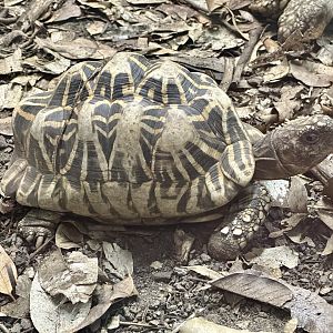 Indian star tortoise (Geochelone elegans)