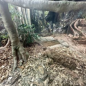 ARC - Boa Constrictor/Elongated Tortoise Exhibit
