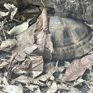 Elongated tortoise (Indotestudo elongata)