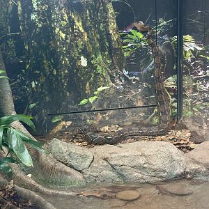 Boa constrictor (Boa constrictor)