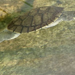 Bellinger River snapping turtle (Myuchelys georgesi)