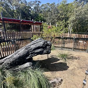 ARC - Tiger Snake Exhibit