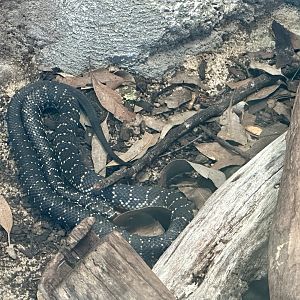 Broad-headed snake (Hoplocephalus bungaroides)
