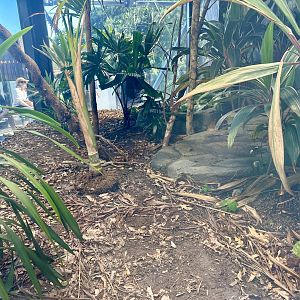 ARC - Coastal Taipan Exhibit
