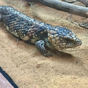 Shingleback lizard (Tiliqua rugosa)