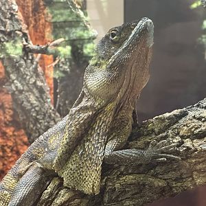 Frilled lizard (Chlamydosaurus kingii)