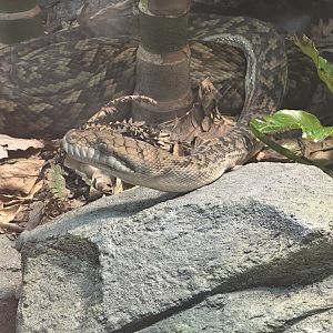 Australian scrub python (Simalia kinghorni)