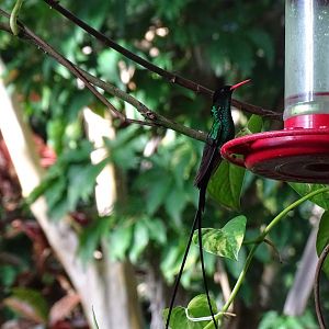 Red-billed streamertail (Trochilus polytmus) Wild in Jamaica