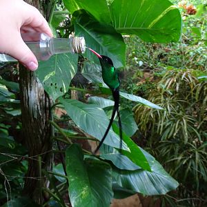 Red-billed streamertail (Trochilus polytmus) Wild in Jamaica