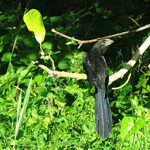 Smooth-billed ani (Crotophaga ani) Wild in Jamaica