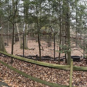 Wolf Woods - General View