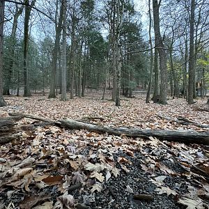 Wolf Woods - Red wolf exhibit #2