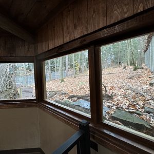 Wolf Woods - Red wolf exhibit #1