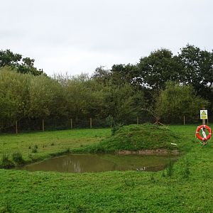 Pool for Capybaras, 12th October 2024