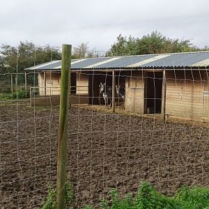 Zebra stabling, 12th October 2024