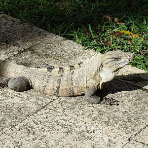 Common (black) Spiny-tailed iguana (Ctenosaura similis)