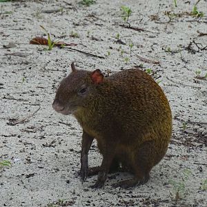 Central American agouti (Dasyprocta punctata)