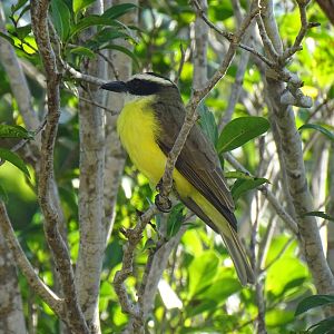 Great kiskadee (Pitangus sulphuratus)