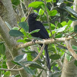 Groove-billed ani (Crotophaga sulcirostris)