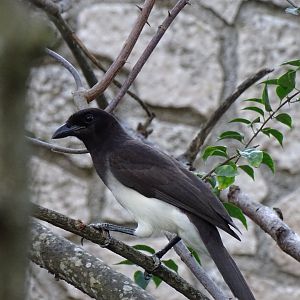 Brown jay (Cyanocorax morio vociferus)