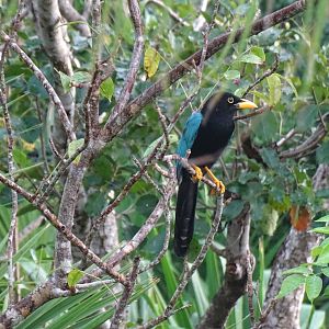Yucatan jay (Cyanocorax yucatanicus)