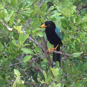 Yucatan jay (Cyanocorax yucatanicus)