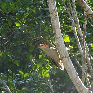 Yucatan woodpecker (Melanerpes pygmaeus)