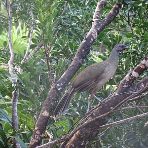 Plain chachalaca (Ortalis vetula)