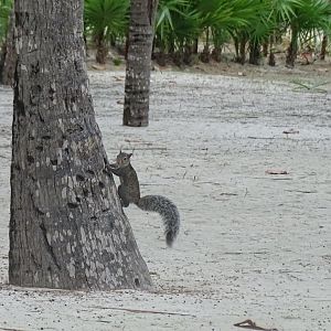 Yucatan squirrel (Sciurus yucatanensis)